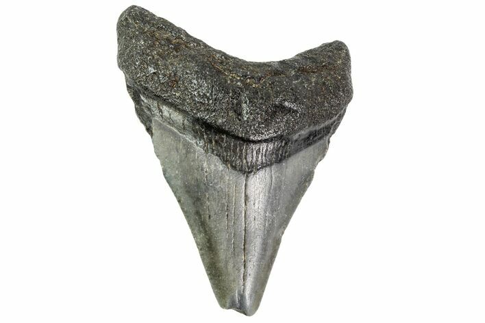 Bargain, Juvenile Megalodon Tooth - Georgia #163326